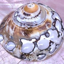 Vintage Gumps Pen shell Box Tiger Turbo Shell San Franciso Estate Art Deco Pink
