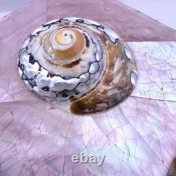 Vintage Gumps Pen shell Box Tiger Turbo Shell San Franciso Estate Art Deco Pink