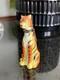 Vintage Limoges Box Peint Main Sitting Tiger Signed Cat Figurine