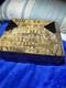 Vintage Large Tessellated Stone With Brass Inlay Wood Box. Some Damage Issues